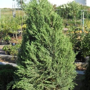 050g26 juniperus chinensis 01.jpg