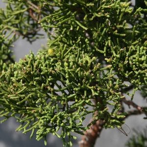 050g30 juniperus chinensis 01.jpg