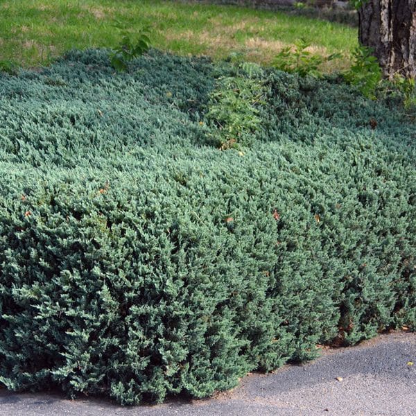 050g33 juniperus horizontalis 01.jpg