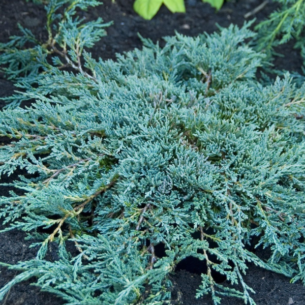 050g37 juniperus horizontalis ice blue 01.png