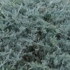 050g39 juniperus horizontalis yukon belle 01.jpg