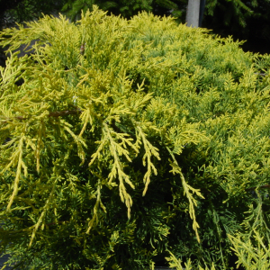 050g40 juniperus x pftzeriana gold lace 01.png