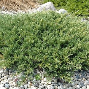 050g41 juniperus horizontalis plumosa compacta 01.jpg