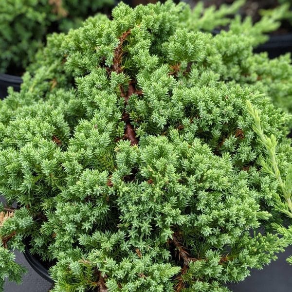 050g42 juniperus procumbens nana 01.jpg