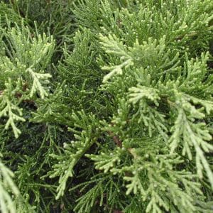 050g43 juniperus sabina arcadia 01.jpg