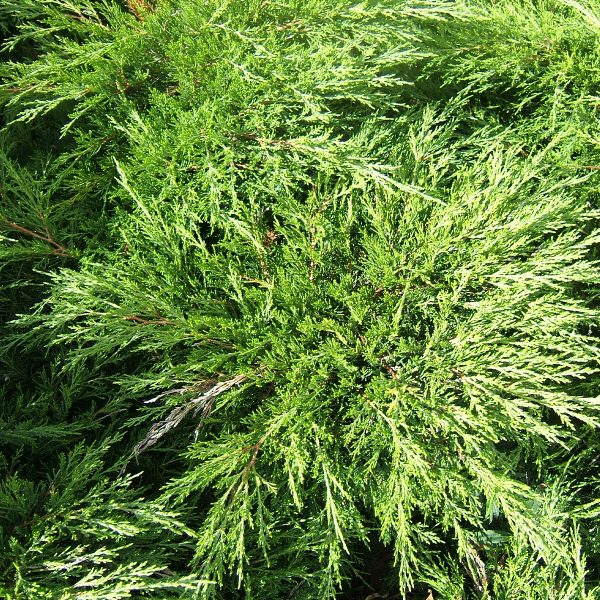 050g45 juniperus sabina tamariscifolia 01.jpg