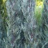 050g46 juniperus scopulorum blue haven 01.jpg