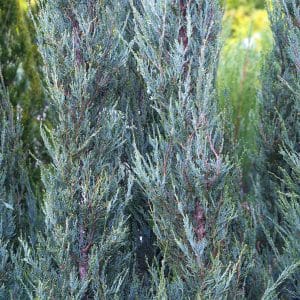 050g46 juniperus scopulorum blue haven 01.jpg