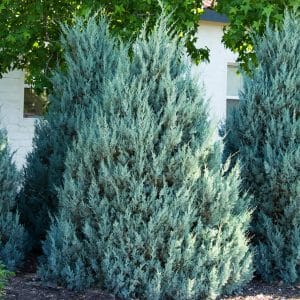 050g48 juniperus scopulorum moffet blue 01.jpg