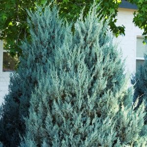 050g49 juniperus scopulorum witchita blue 01.jpg