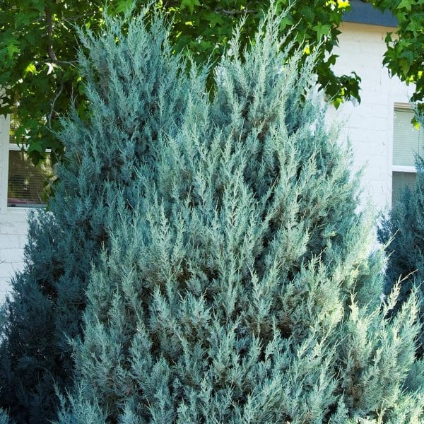 050g49 juniperus scopulorum witchita blue 01.jpg
