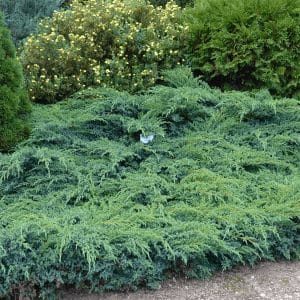 050g51 juniperus squamata blue carpet 01.jpg