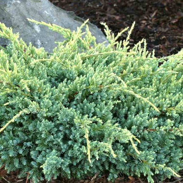 050g52 juniperus squamata holger 01.jpg