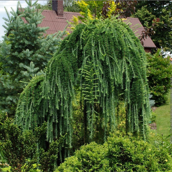 050g59 larix decidua pendula sur tige 01.png