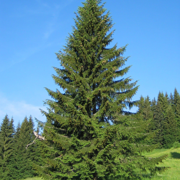 050g68 picea abies 01.png