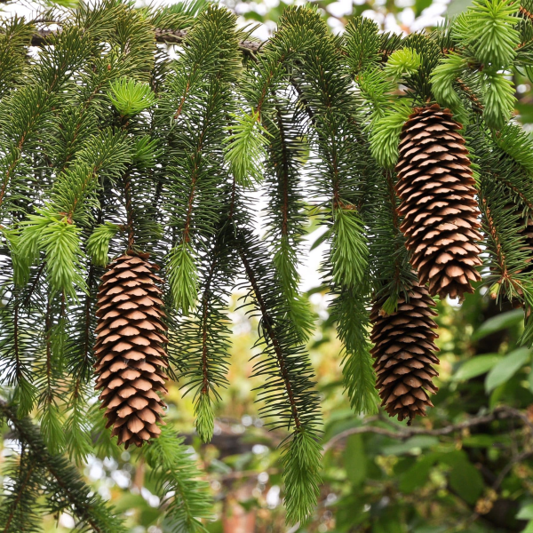 050g68 picea abies 02.png