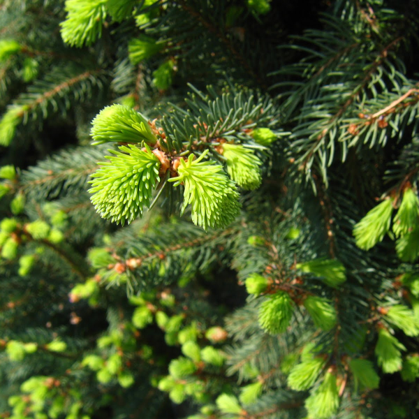 050g70 picea abies cupressina 01.png