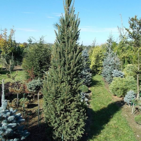 050g71 picea abies fastigiata christina 01.png