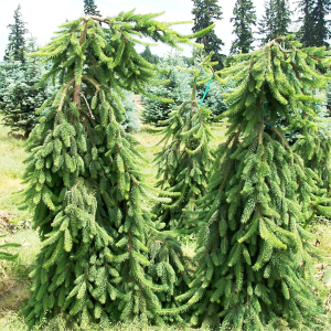 050g73 picea abies pendula sur tige 01.png