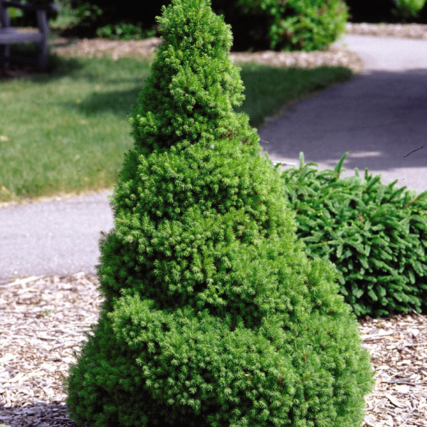 050g75 picea glauca albertiana conica 01.png