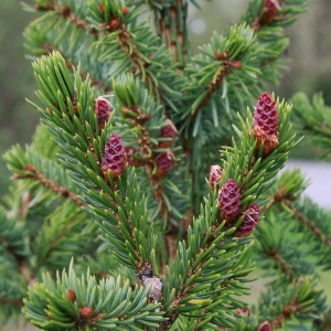 050g82 picea omorika 01.png