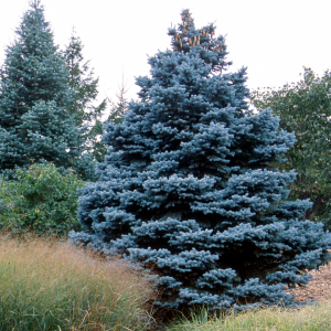 050g88 picea pungens baby blue 01.png
