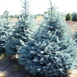 050g90 picea pungens fat albert 01.png