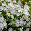00008372 phlox subulata snowflake 1g 01.png