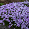 00010978 phlox subulata emerald blue 01.png