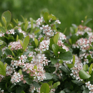 048g01 aronia melanocarpa low scape mound 01 1 1.png