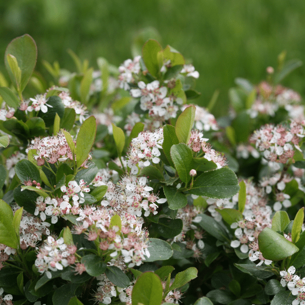 048g01 aronia melanocarpa low scape mound 01 1 1.png