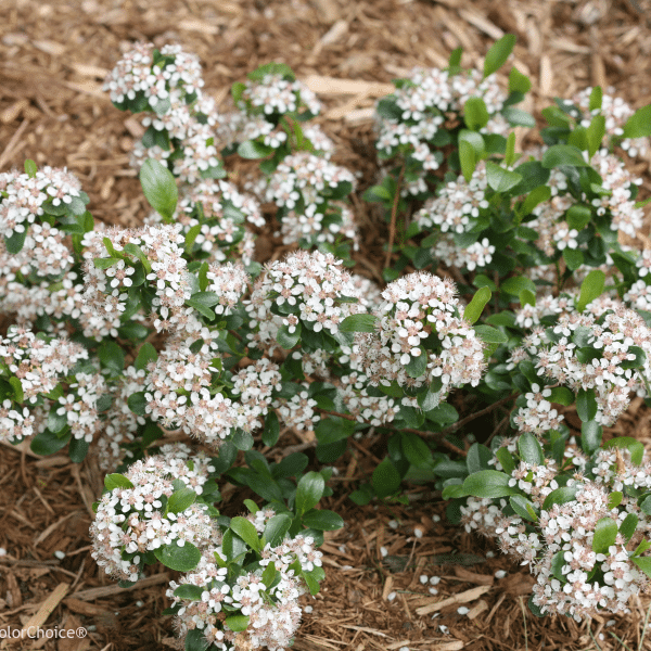 048g01 aronia melanocarpa low scape mound 02 1.png