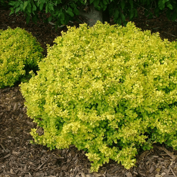 048g02 berberis thunbergii aurea nana 01 1.png