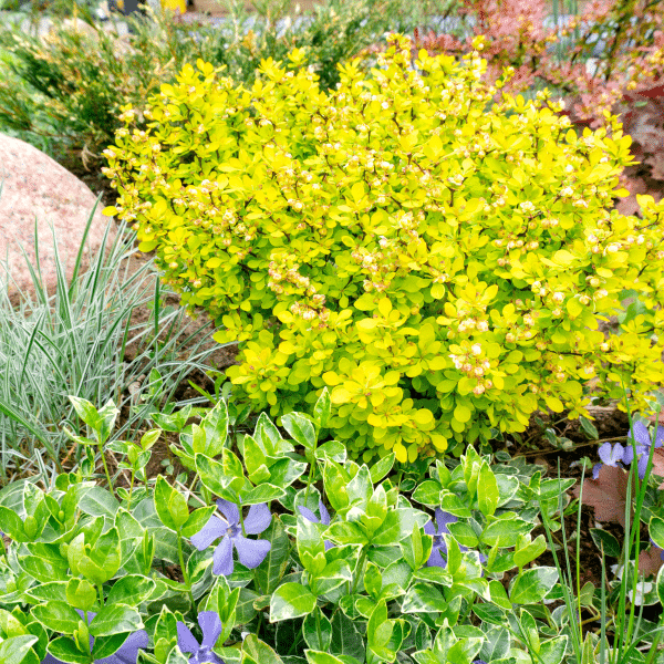 048g02 berberis thunbergii aurea nana 02 1.png