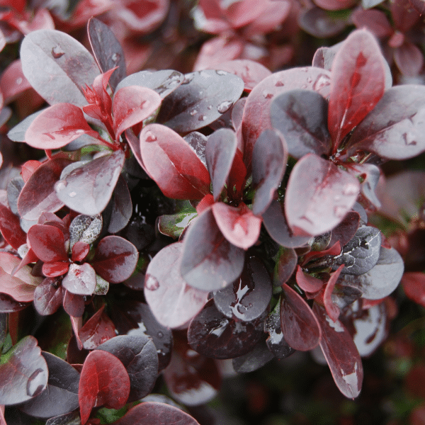 048g03 berberis concorde 03 1.png