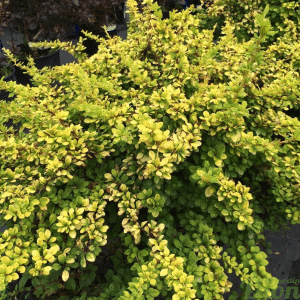 048g04 berberis monry sunsation 01 1.png