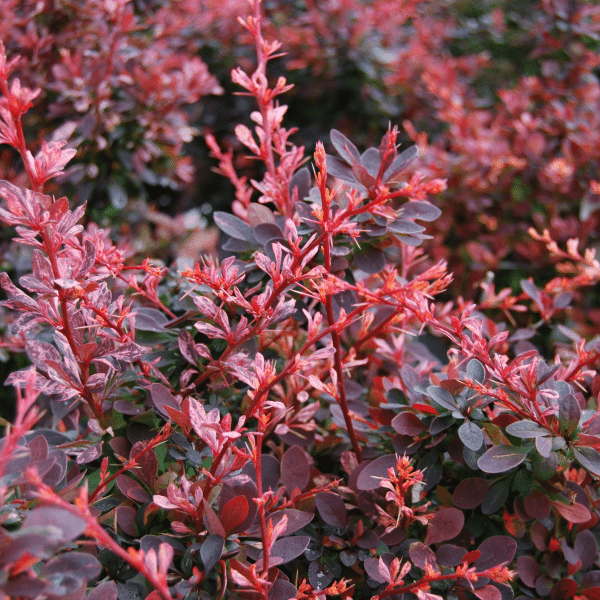 048g05 berberis rose glow 02 1.png