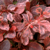 048g05 berberis rose glow 03 1.png