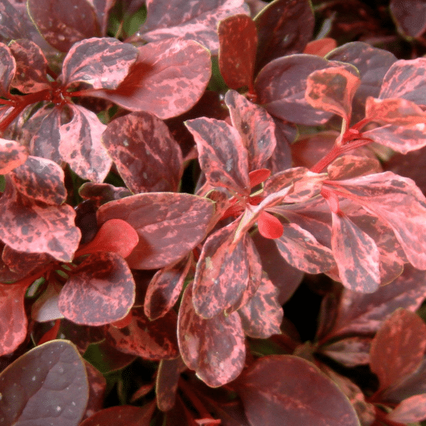 048g05 berberis rose glow 03 1.png