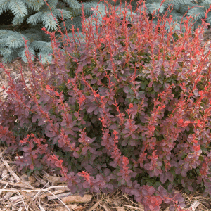 048g06 berberis royal burgundy 01 1.png