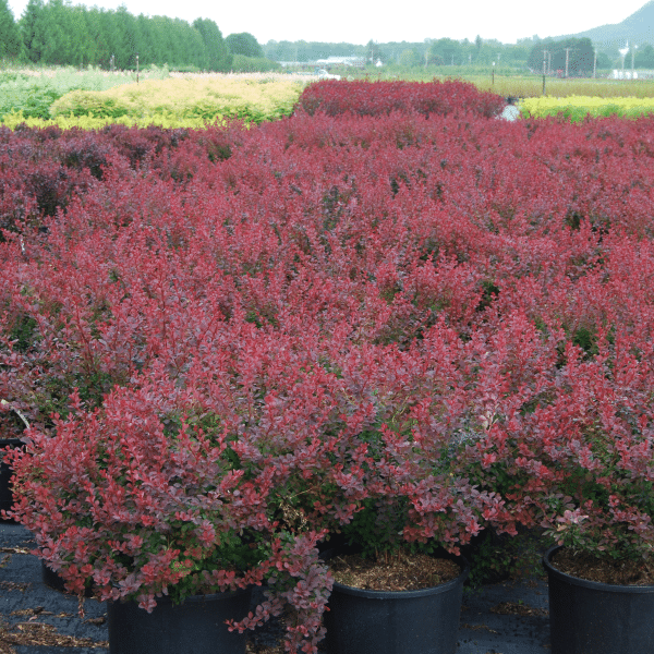 048g06 berberis royal burgundy 02 1.png