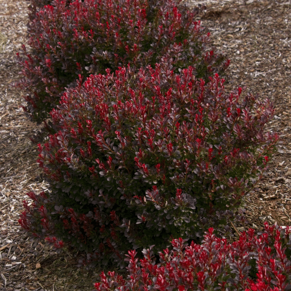 048g07 berberis ruby carousel 02 1.png