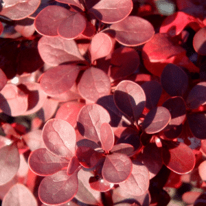 048g07 berberis ryby carousel 01 1.png