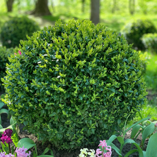 048g08 buxus green gem 01 1.png