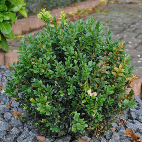 048g08 buxus green gem 02 1.png