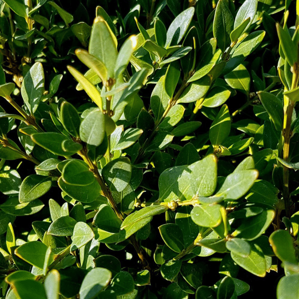 048g08 buxus green gem 03 1.png