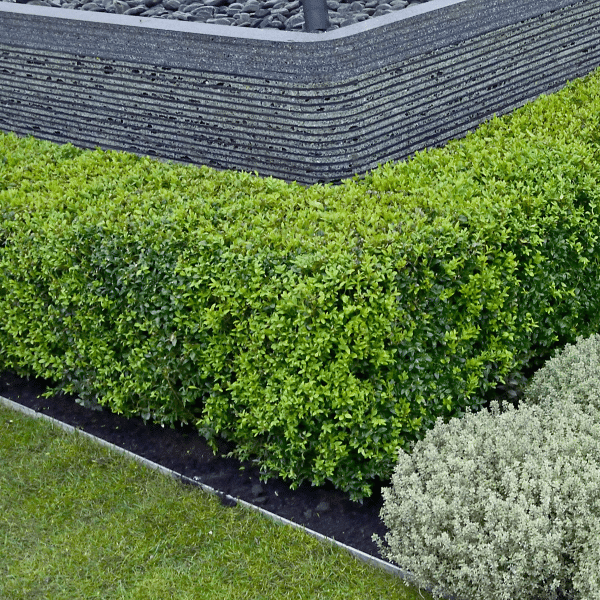 048g08 buxus green gem 04 1.png