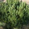 048g10 buxus green mountain 01 1.png
