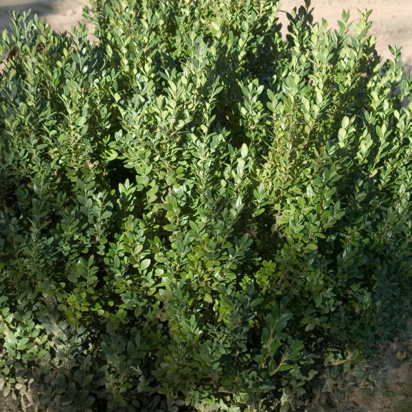 048g10 buxus green mountain 01 1.png