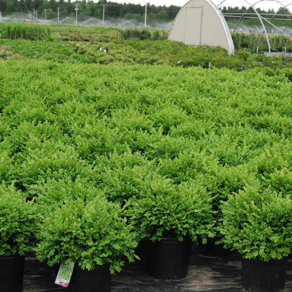 048g11 buxus green velvet 02 1.png